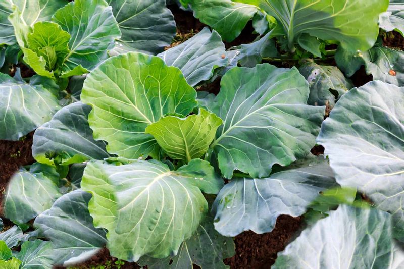 Pick tender outer leaves instead of oversized ones