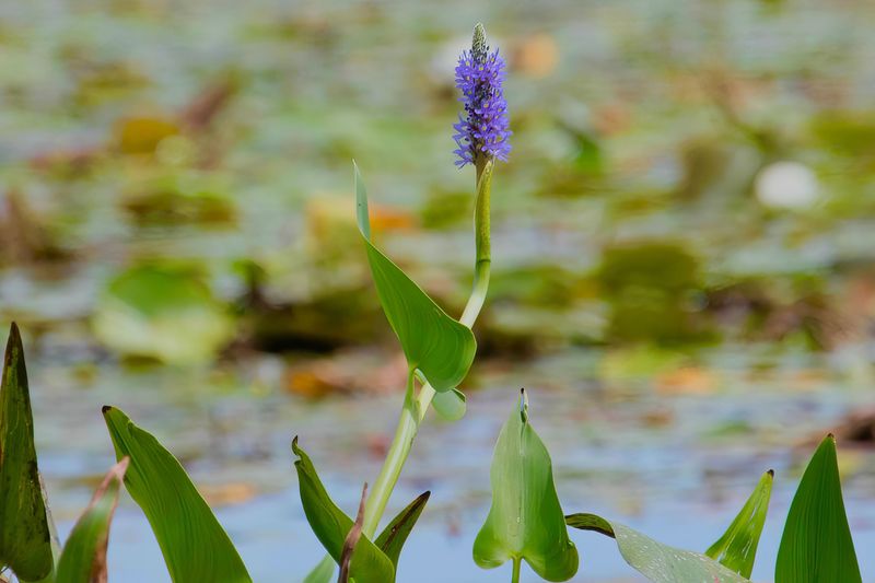 Pickerelweed
