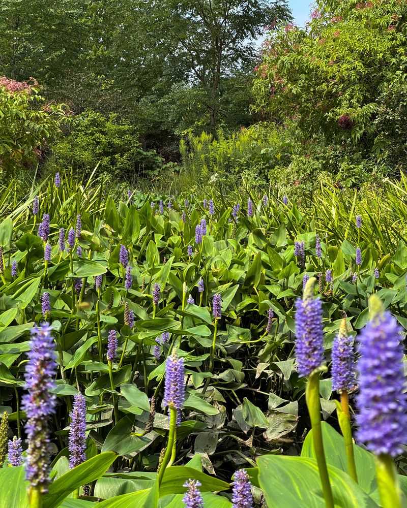 Pickerelweed