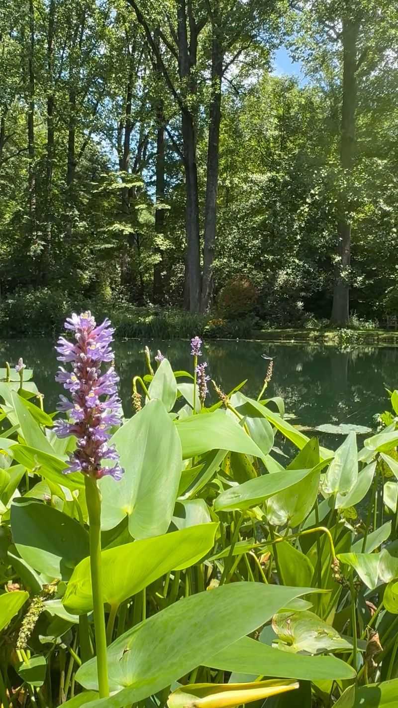 Pickerelweed