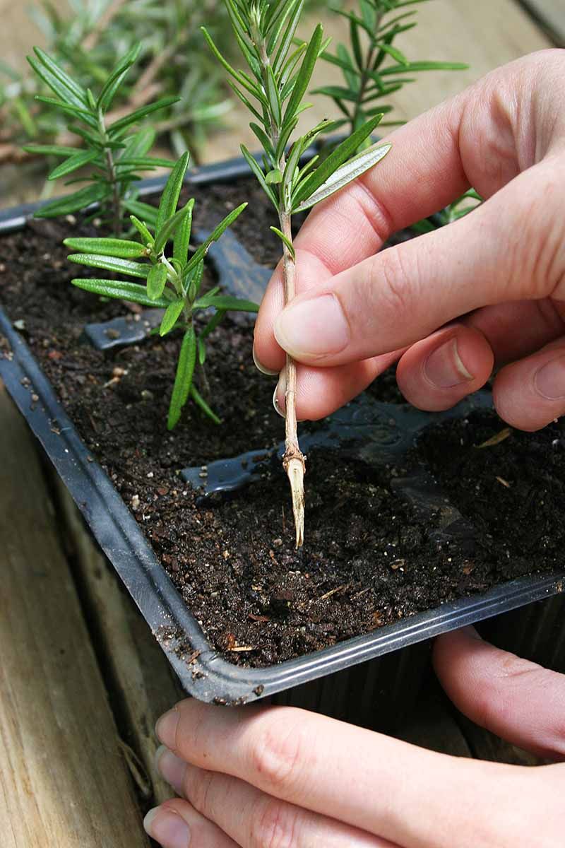 Picking the Right Parent Plant