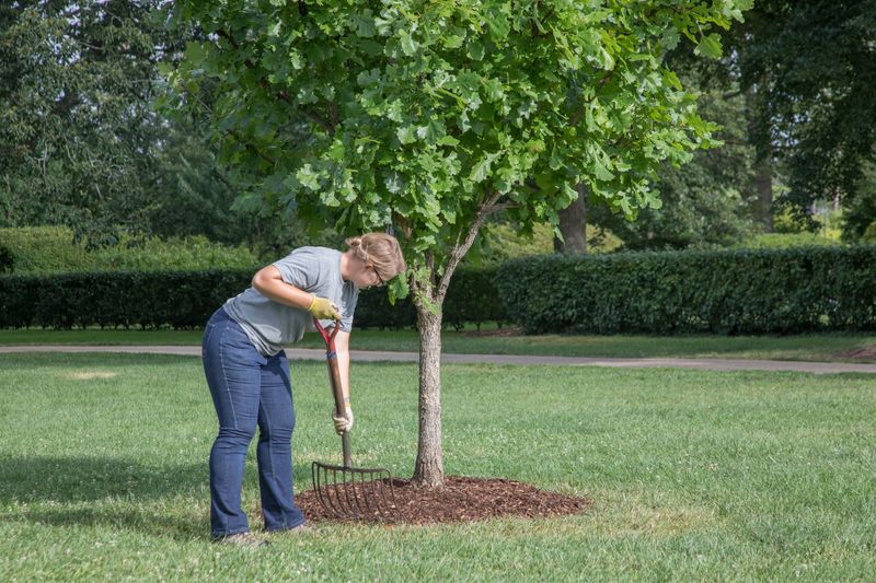 Pile Up Leaf Litter and Mulch