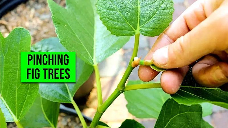 Pinch only when warm weather still remains