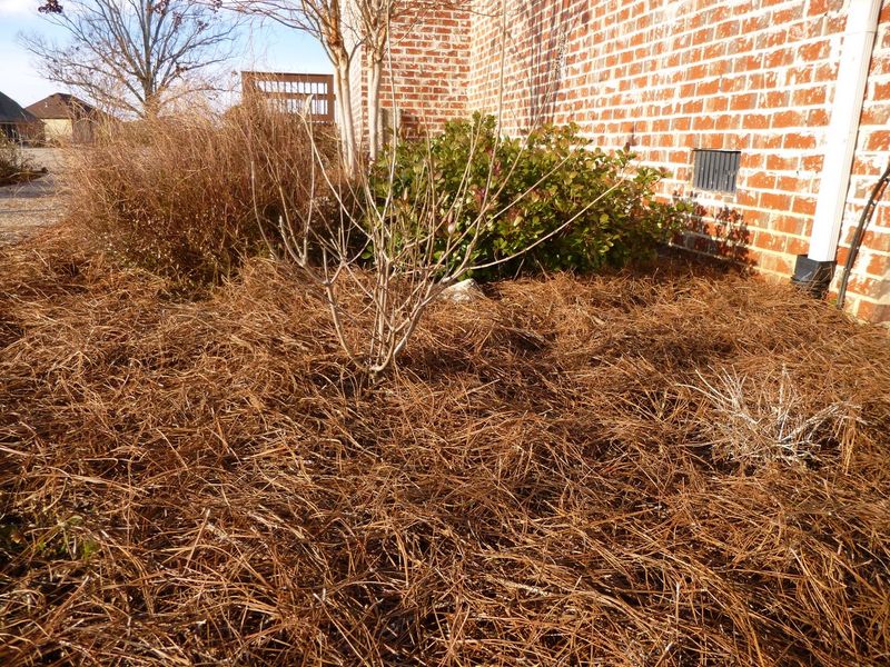 Pine Straw Packed Tight Against the Wall