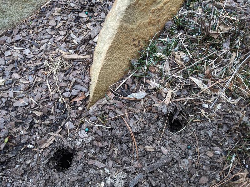 Pine voles can damage plants where you cannot see them Pine voles can damage plants where you cannot see them
