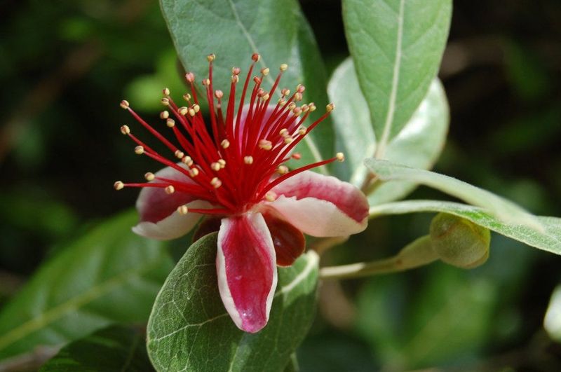 Pineapple Guava
