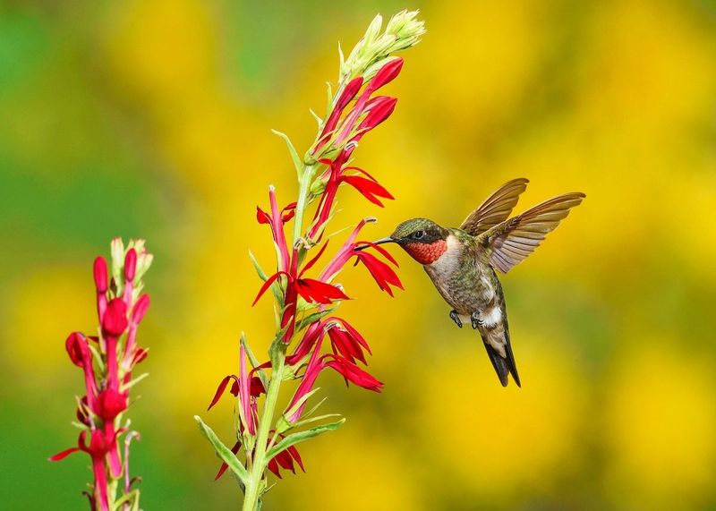 Pineapple Sage