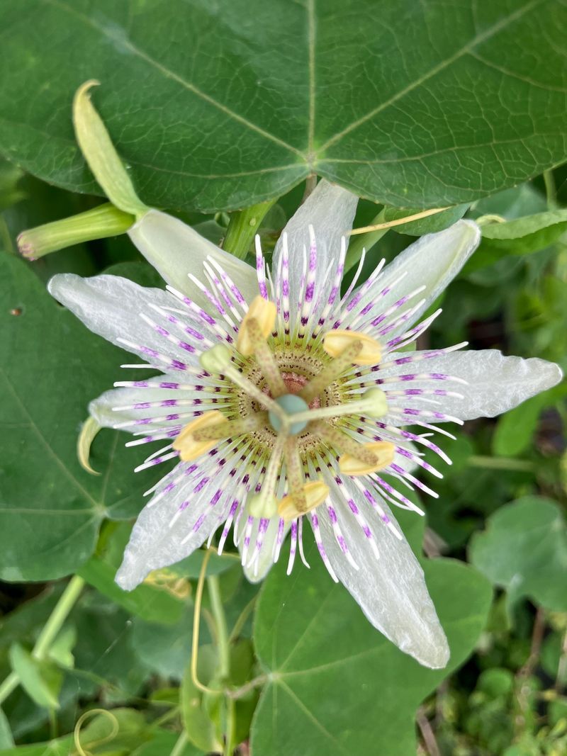 Pineland Passionflower
