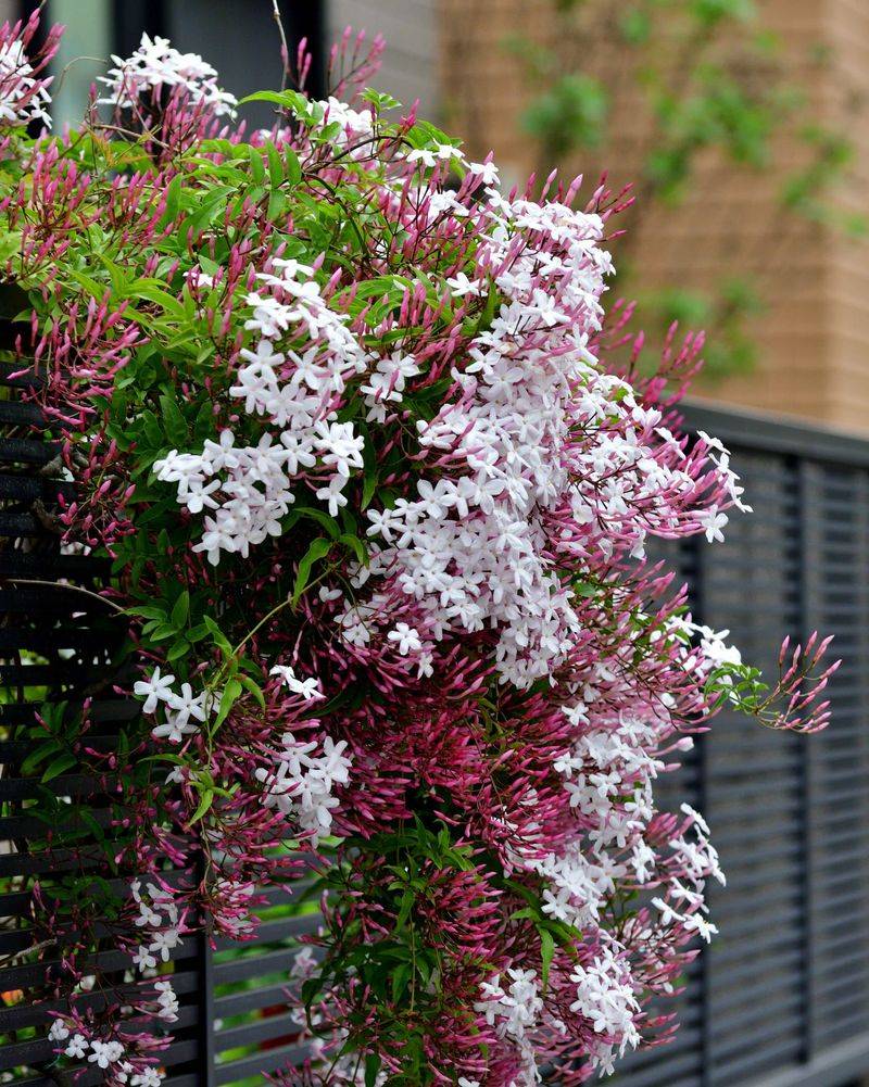 Pink Jasmine (Jasminum polyanthum)