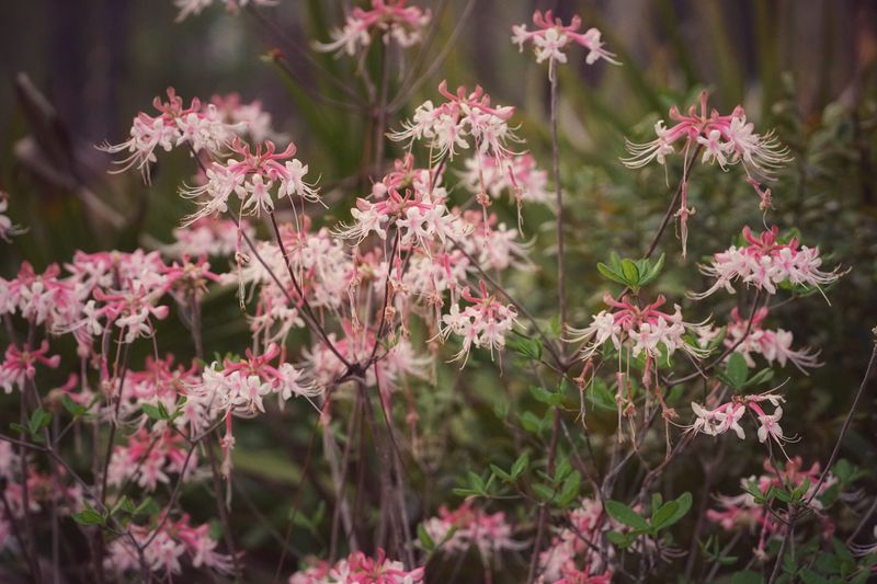 Pinxter Azalea