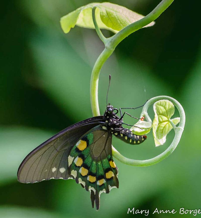 Pipevine for polydamas swallowtails Pipevine for polydamas swallowtails