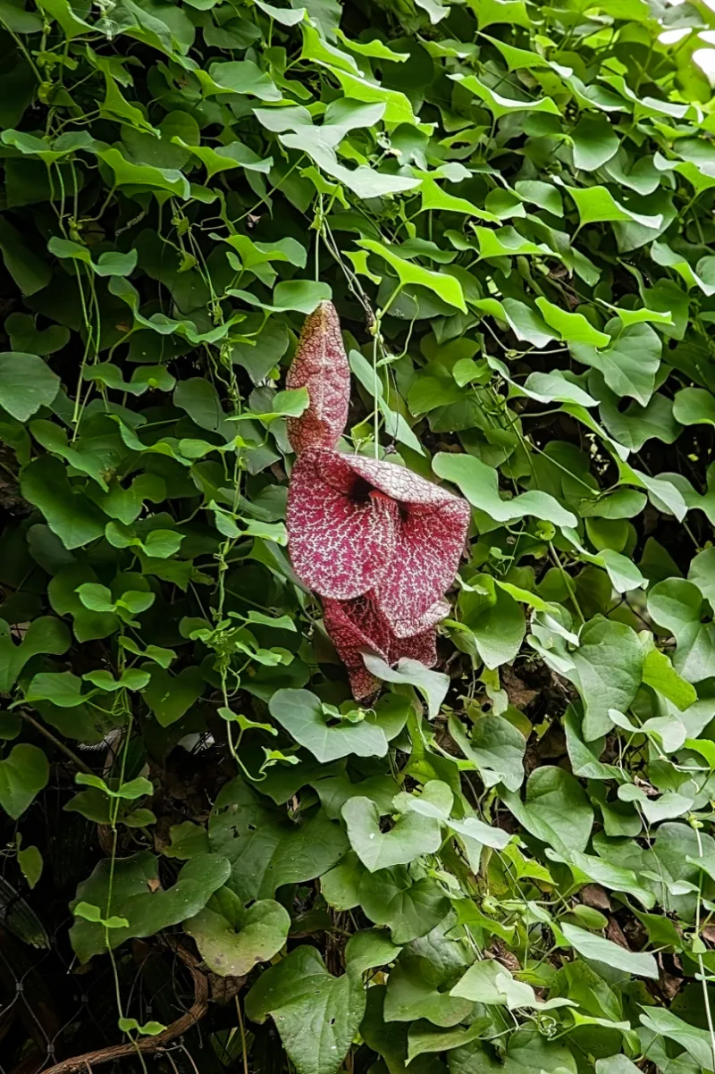 Pipevine Pipevine