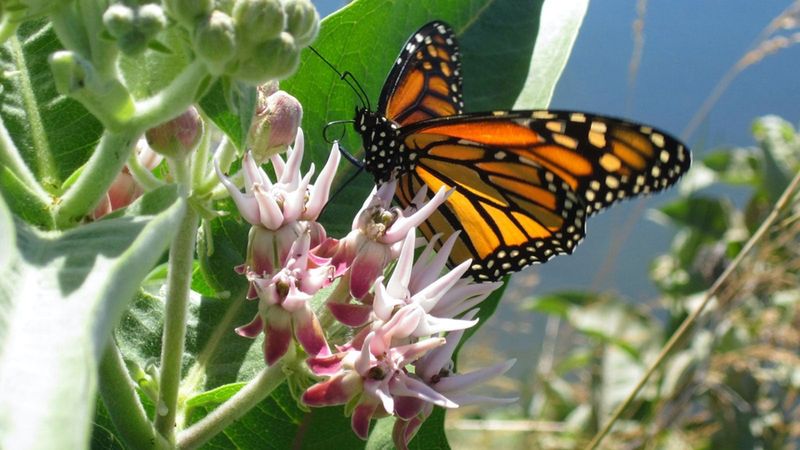 Place Milkweed Only Where California Guidance Supports It
