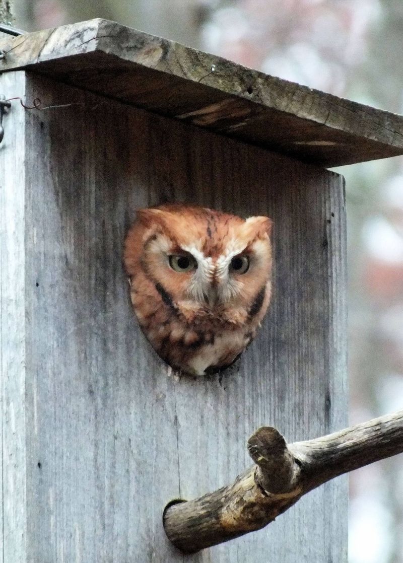 Place the box where an owl can reach it safely
