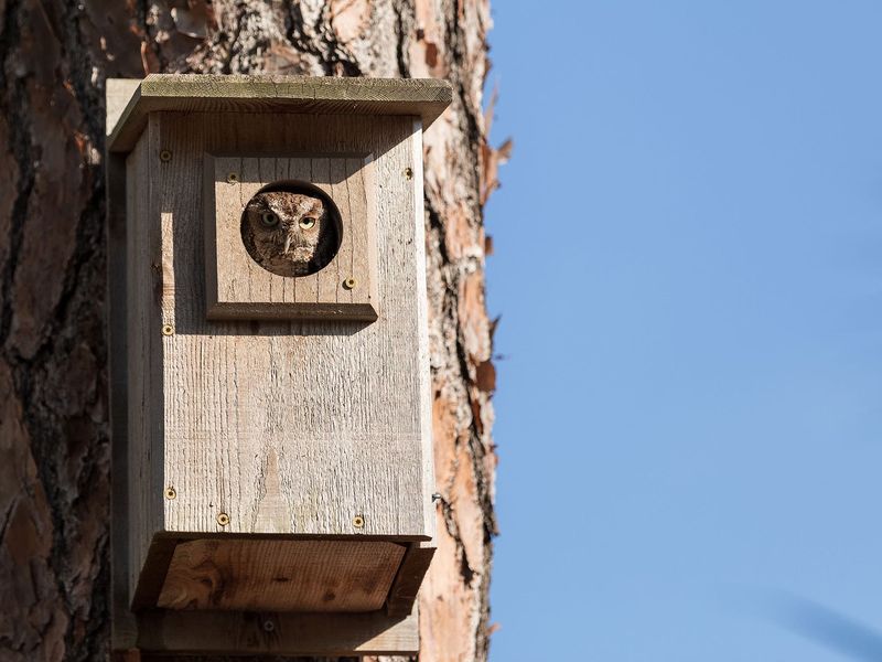 Place the box where an owl can use it safely