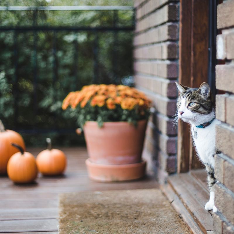 Place the color where pets cannot chew it