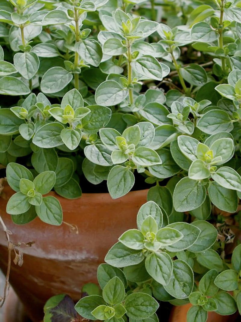 Place the herb for enjoyment, not as a scent barrier