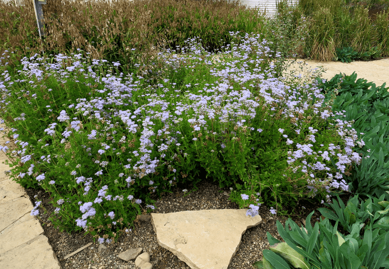 Plan Establishment Around Heat and Bloom Timing Plan Establishment Around Heat and Bloom Timing