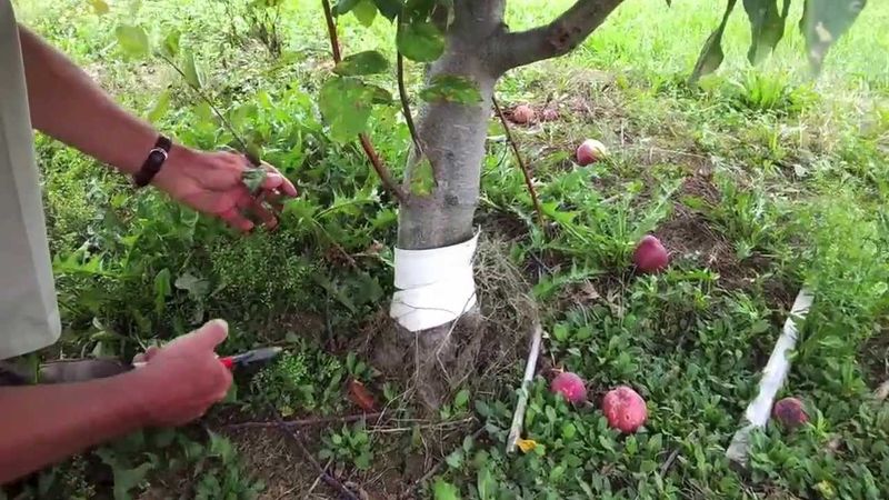 Plan around thorns and root suckers