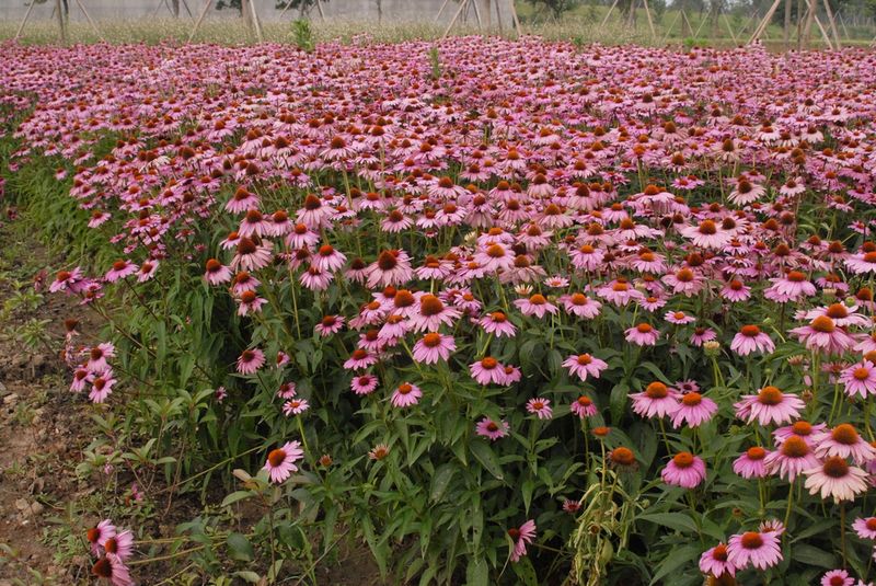 Plan for Establishment and Ordinary Garden Care