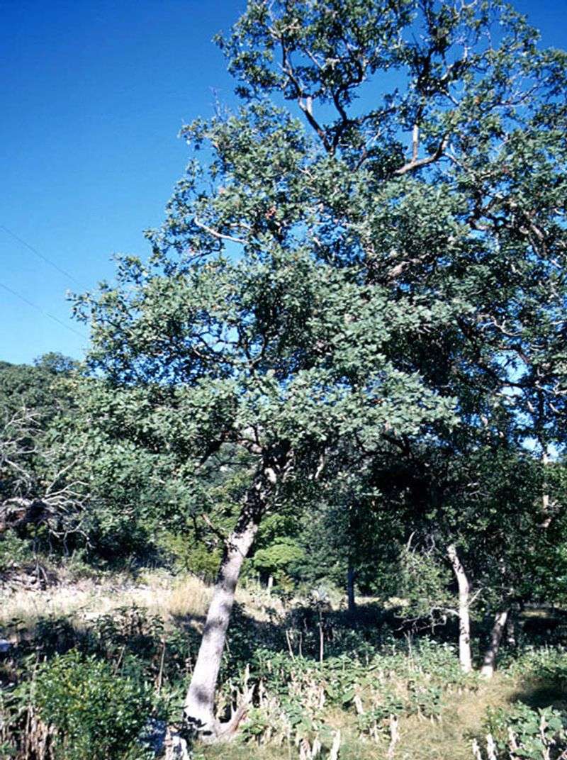Plan for Slow Growth and a Medium-Sized Canopy Plan for Slow Growth and a Medium-Sized Canopy