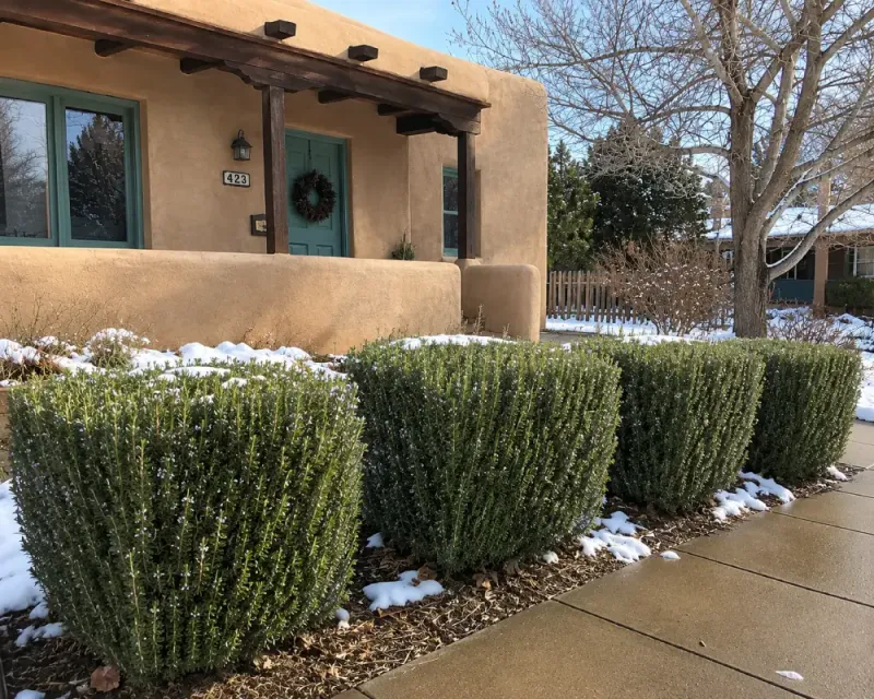 Plan for Texas freezes and mature plant size