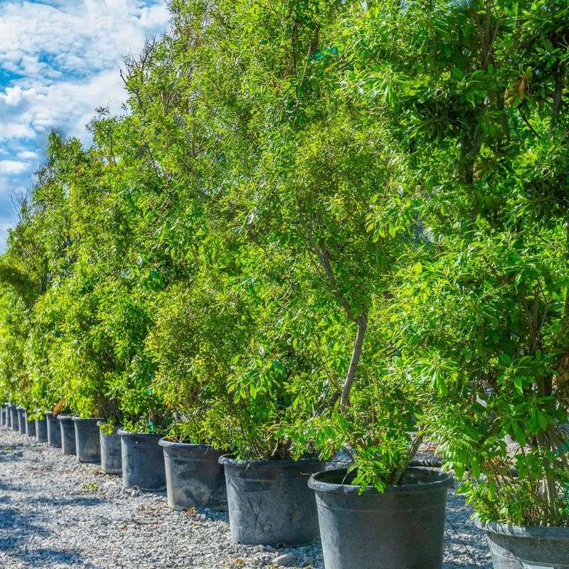 Plan for its mature size and keep it outside defensible space Plan for its mature size and keep it outside defensible space