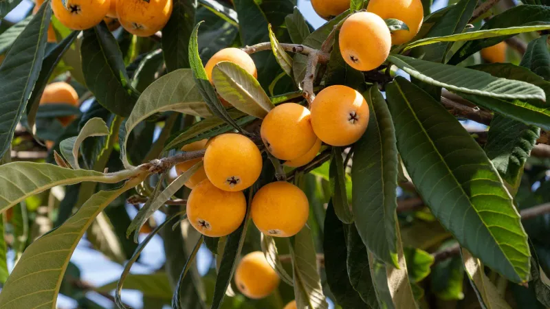 Plan for pests, disease, and the fruit’s large seeds
