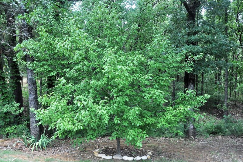 Plan for size, fruit, thorns, and seasonal differences