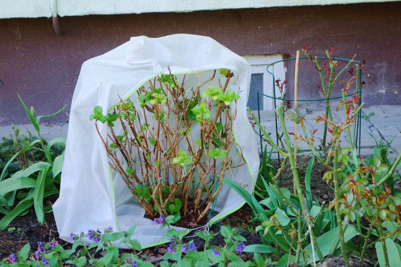 Plan for the freeze that ends the outdoor display
