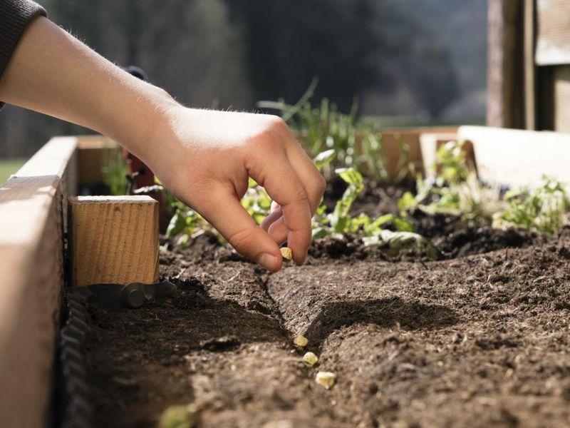 Plan replacement plants before the first one declines