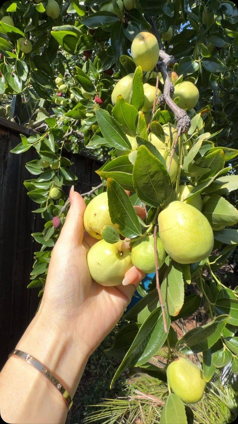 Plan several picking passes during the California harvest season