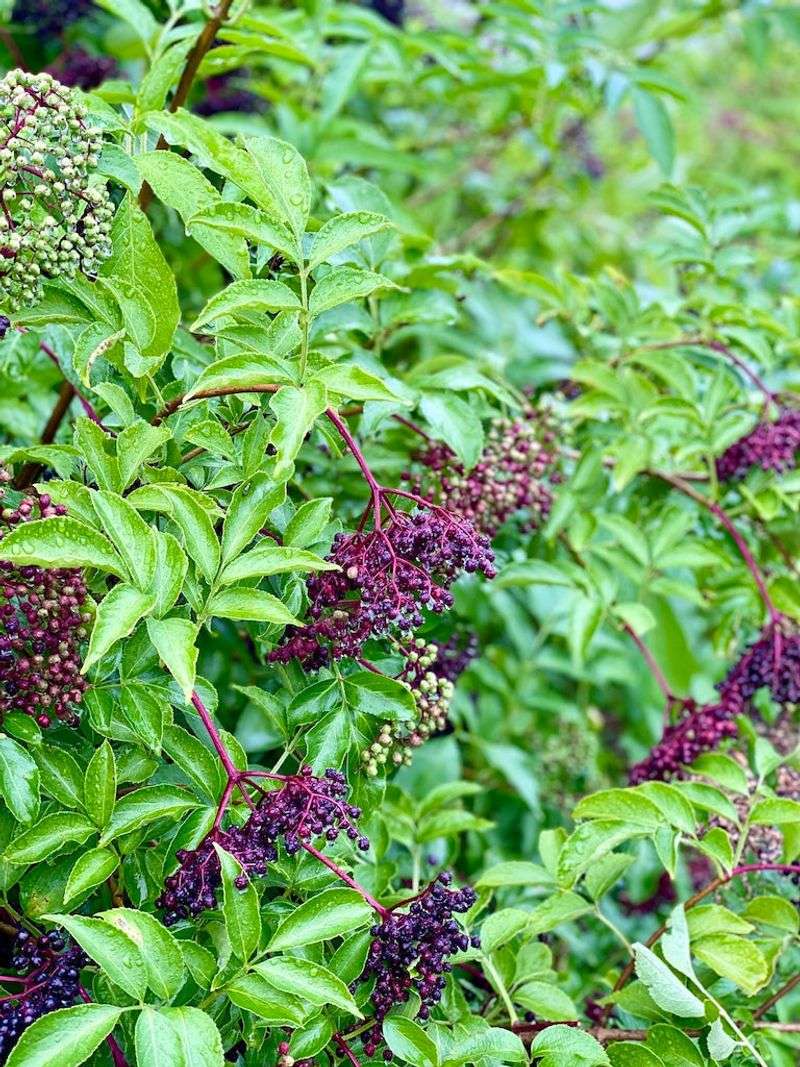 Plan spacing around mature spread and fruiting goals