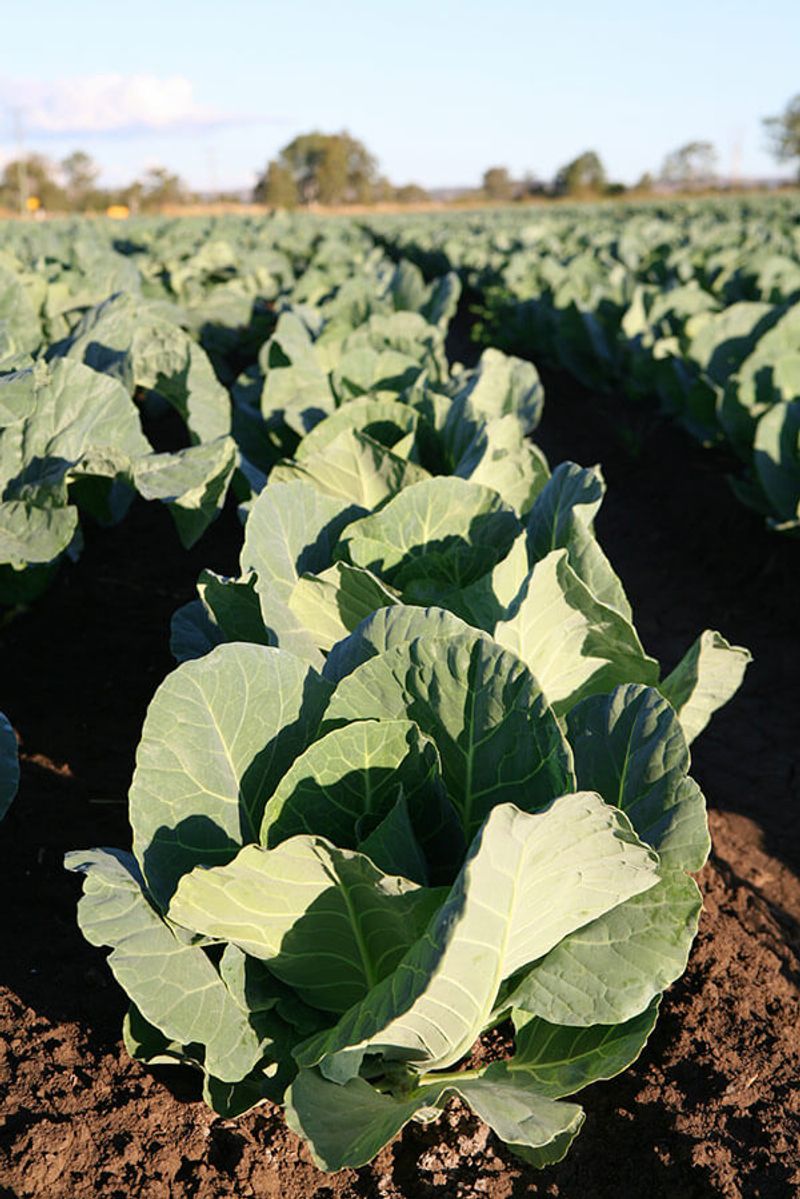 Plan the next crop around the cultivar and regional weather Plan the next crop around the cultivar and regional weather