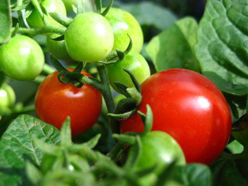 Plan the next fall crop around Central Texas conditions