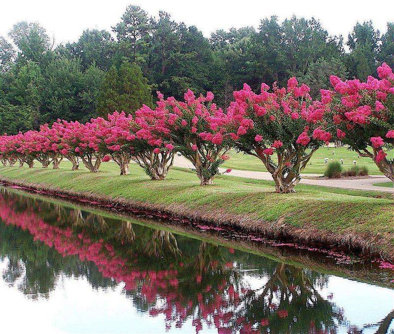 Plan the row around the mature canopy and intended design