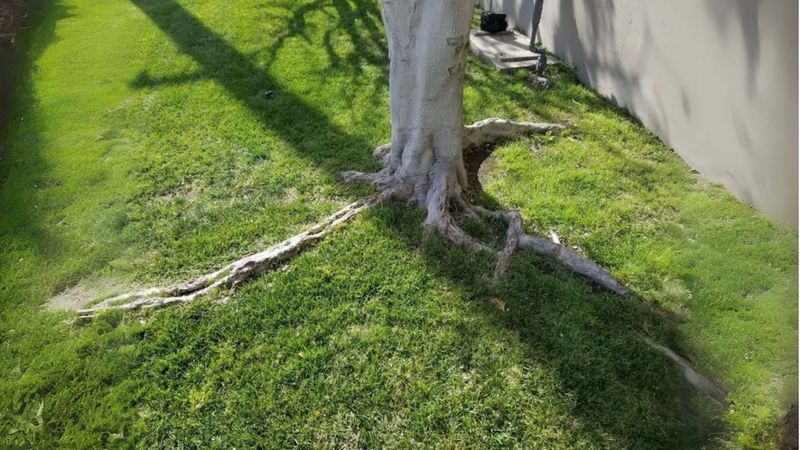 Plant Around the Roots Without Injuring the Oak