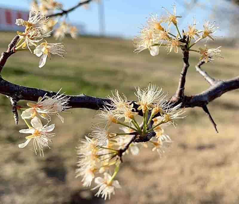 Plant Mexican plum for a long-term payoff, not a promised first summer