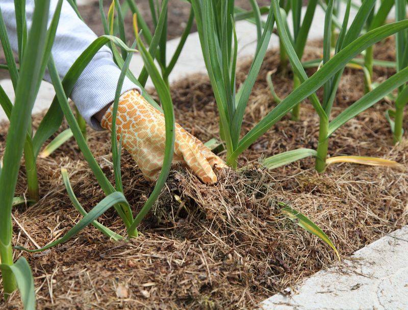 Plant Point Up and Mulch Without Burying the Clove