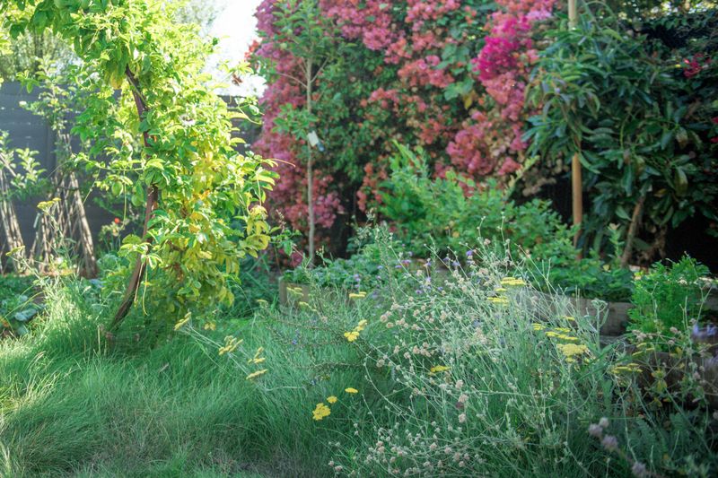 Plant a succession of accessible flowers for adult hoverflies