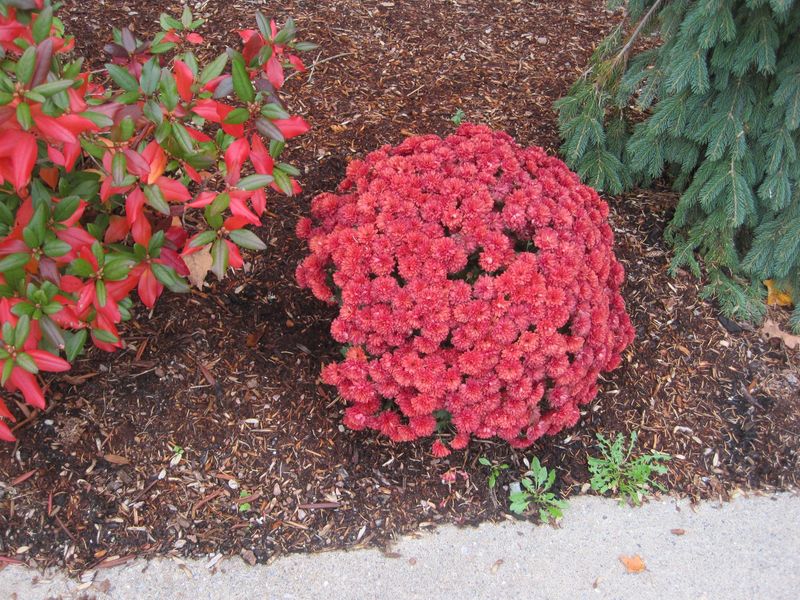 Plant a suitable mum early and give its roots room