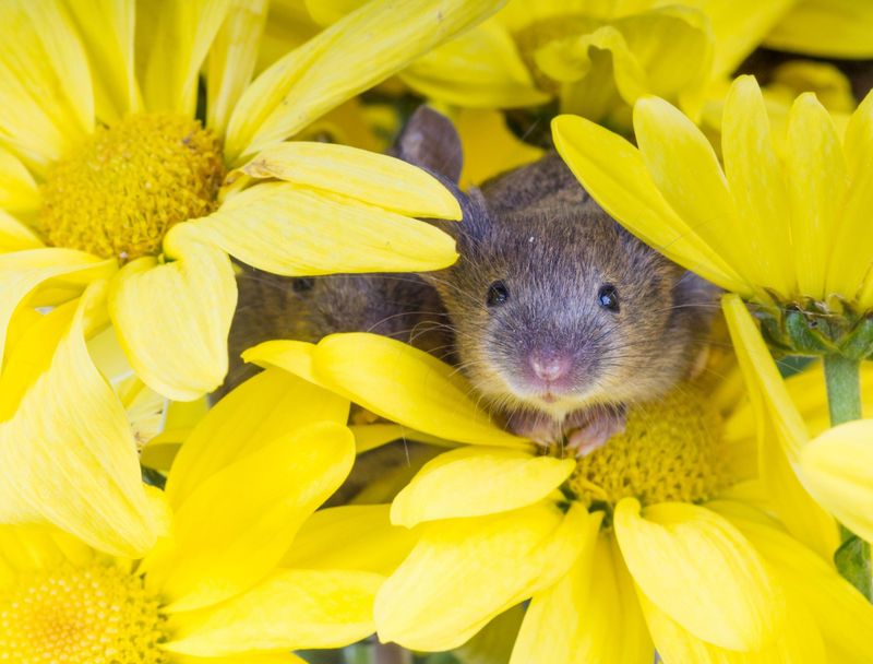 Plant-based rodent repellents are not a dependable guarantee Plant-based rodent repellents are not a dependable guarantee