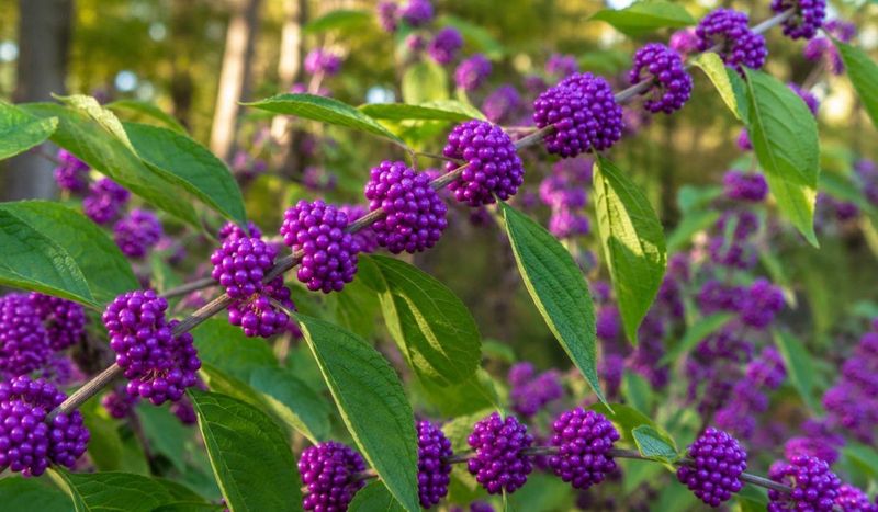 Plant beautyberry for its value, and manage the edge for exposure