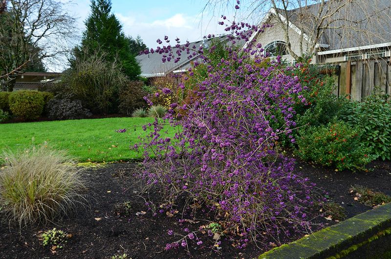 Plant beautyberry without creating a dense high-use edge