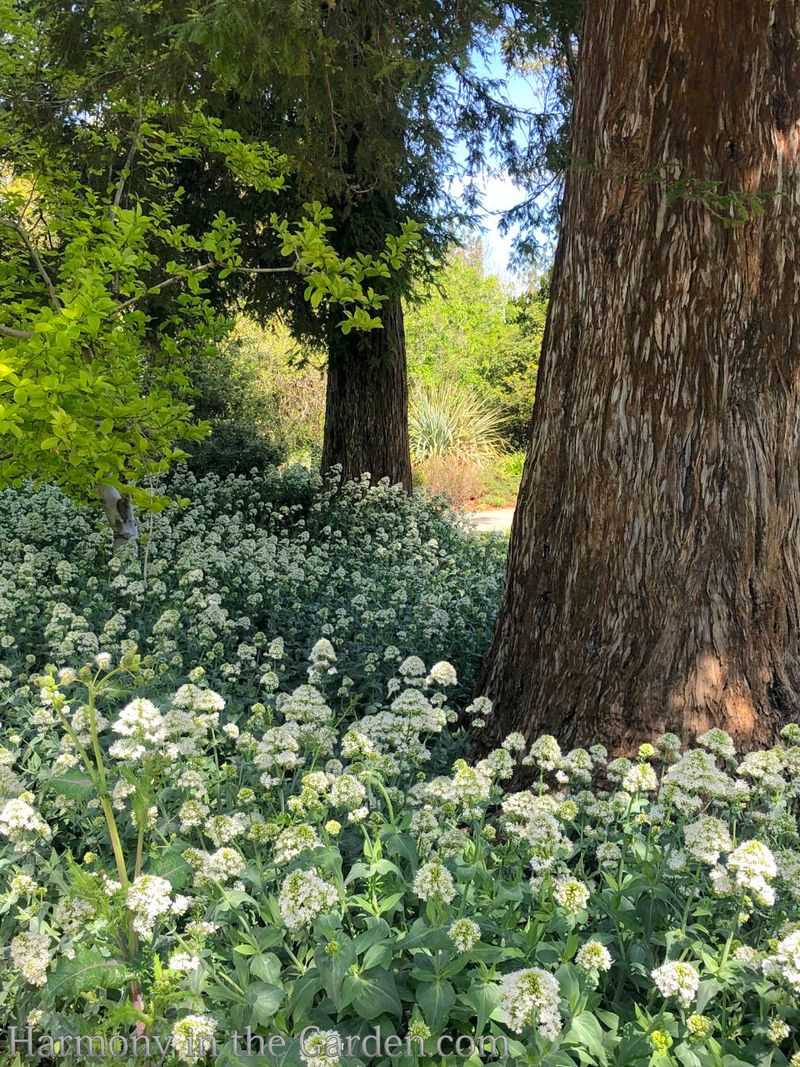 Plant between tree roots without damaging the trunk