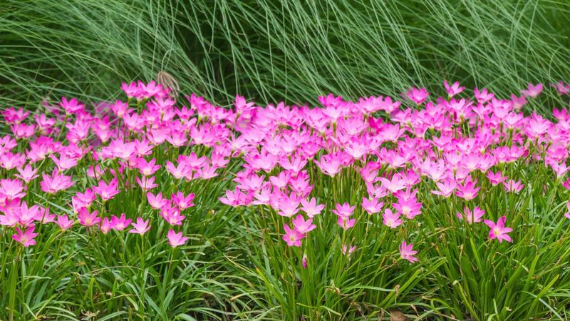 Plant for a possible fall flush, not a guaranteed weather show