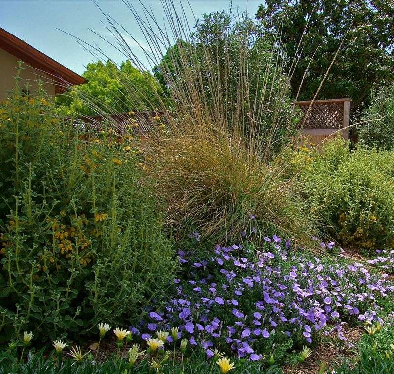 Plant for establishment before expecting low-water performance