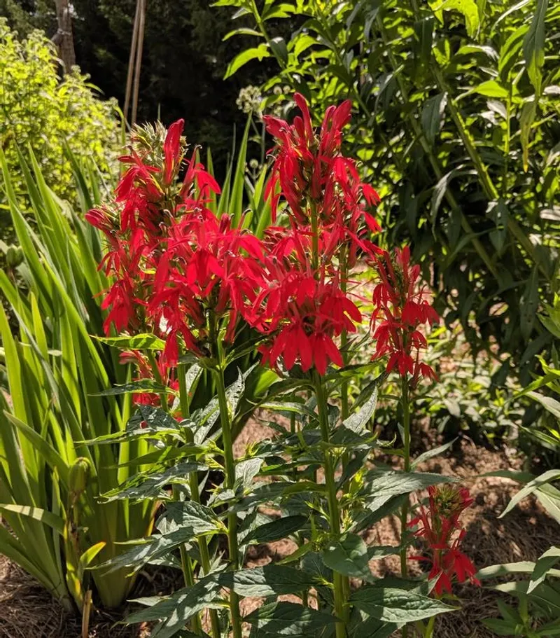 Plant for establishment, not just the first flush of flowers