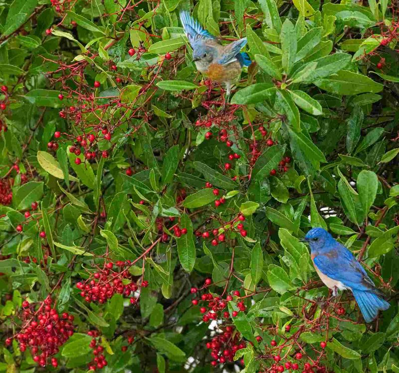Plant for insects, shelter, and seasonal food