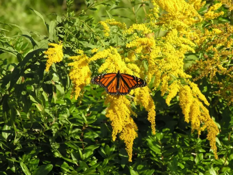 Plant goldenrod in a sunny cluster